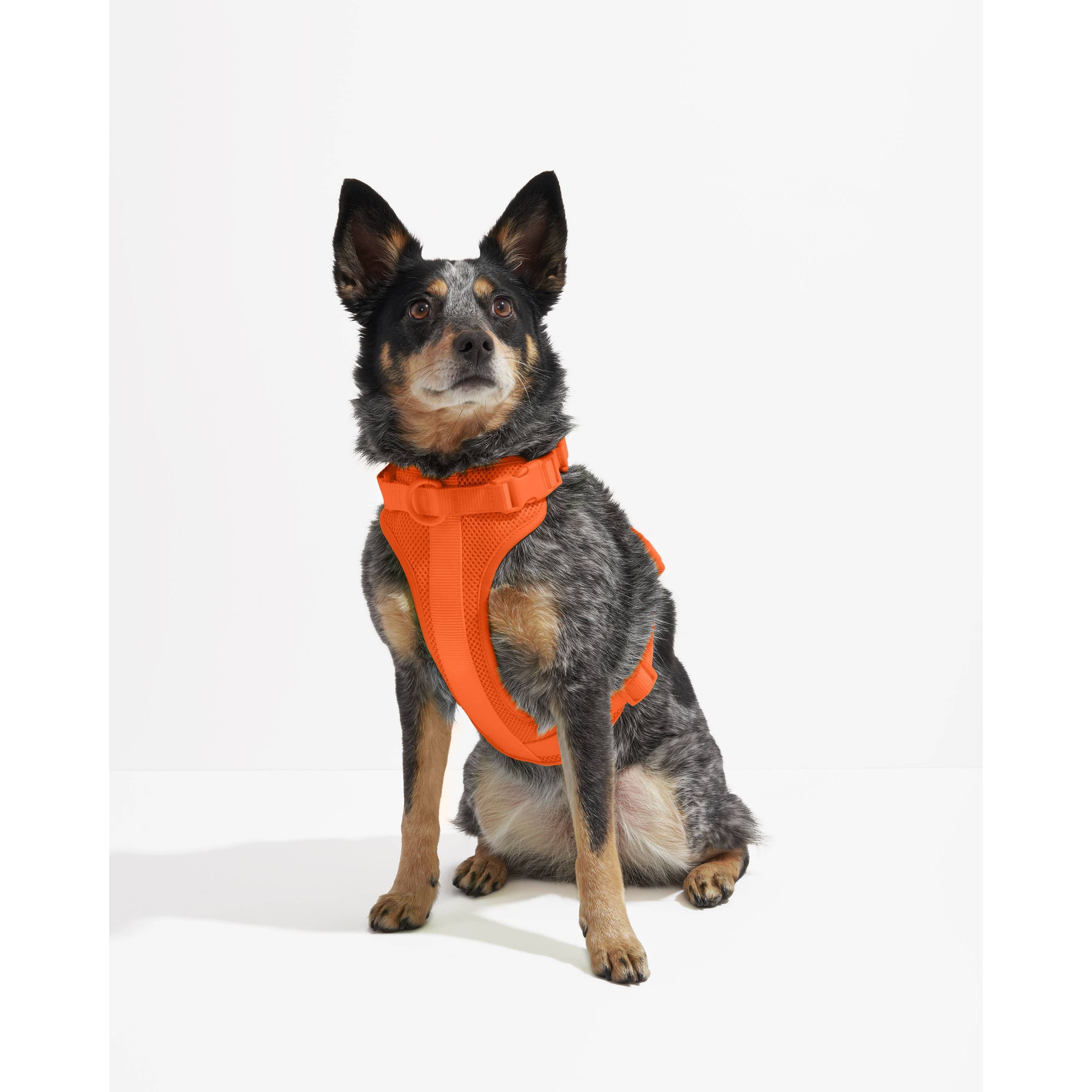 Wild One Adjustable Comfort Dog Harness