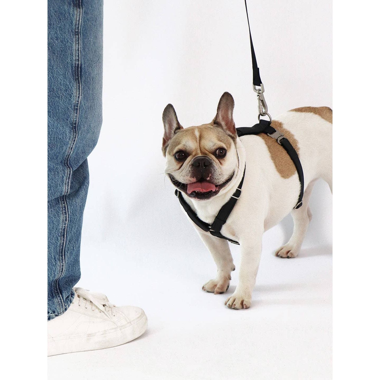 Qisu Dog Leash | Air Collection