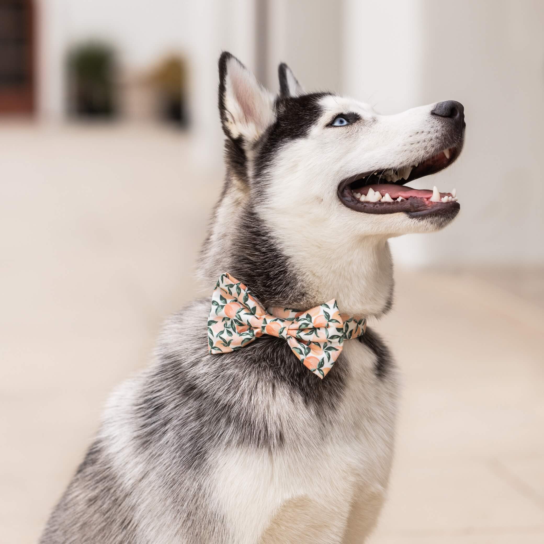 The Foggy Dog Peaches and Cream Dog Bow Tie