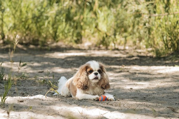 CHUCK IT Ultra Squeaker Ball Small 2 Pack