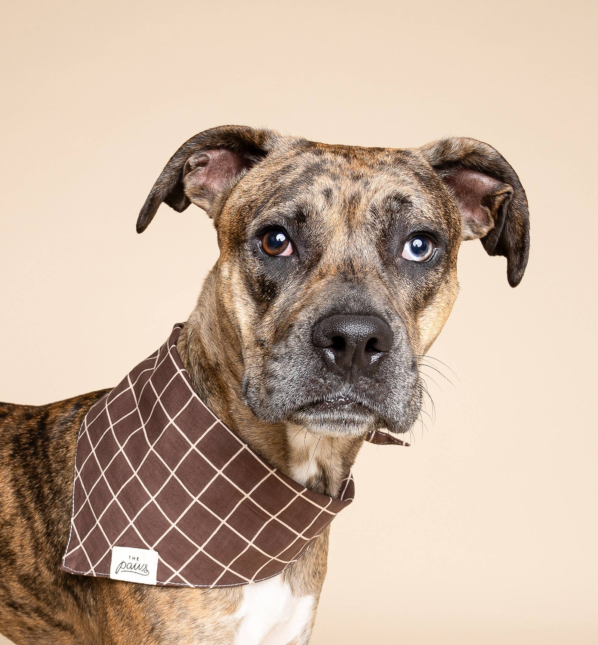 The Paws Stratford Dog Bandana