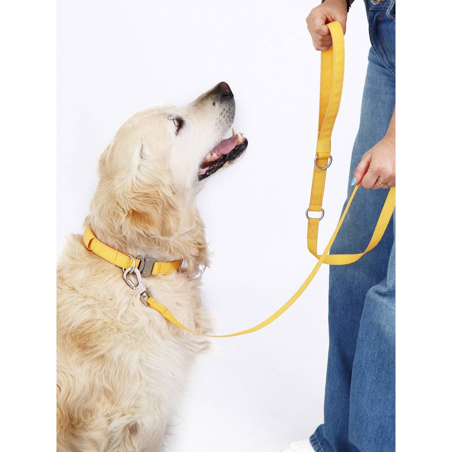 Qisu Dog Leash | Air Collection