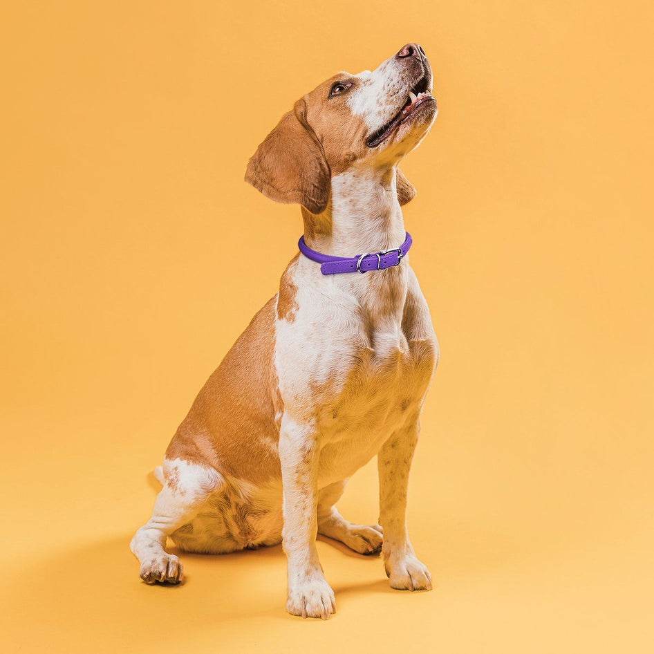 Dogline Round Leather Collar- Teal