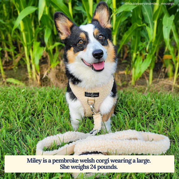 Lucy & Co. The Cider Teddy No-Pull Harness