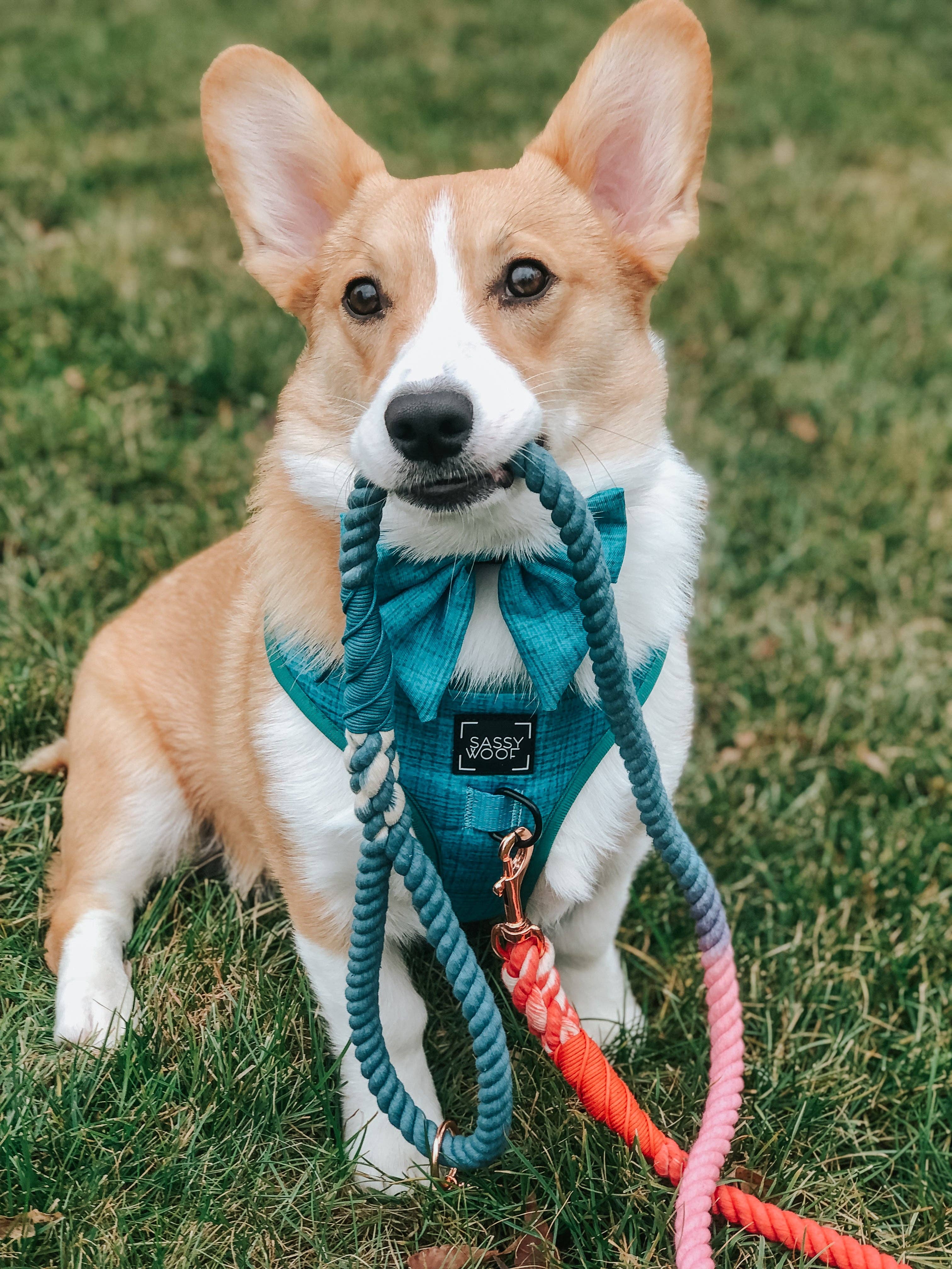 Sassy Woof Sailor Bow - Napa