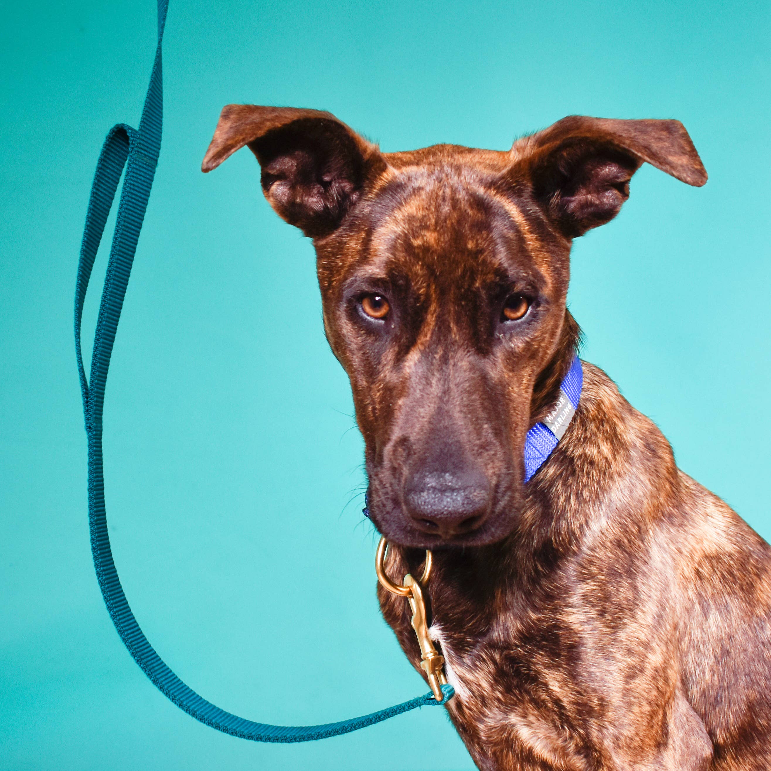 Major Darling Double-Handle Leash