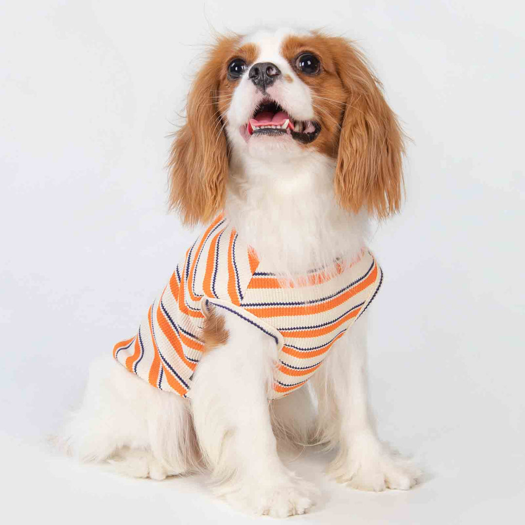 FitWarm Dog Striped Shirt Orange