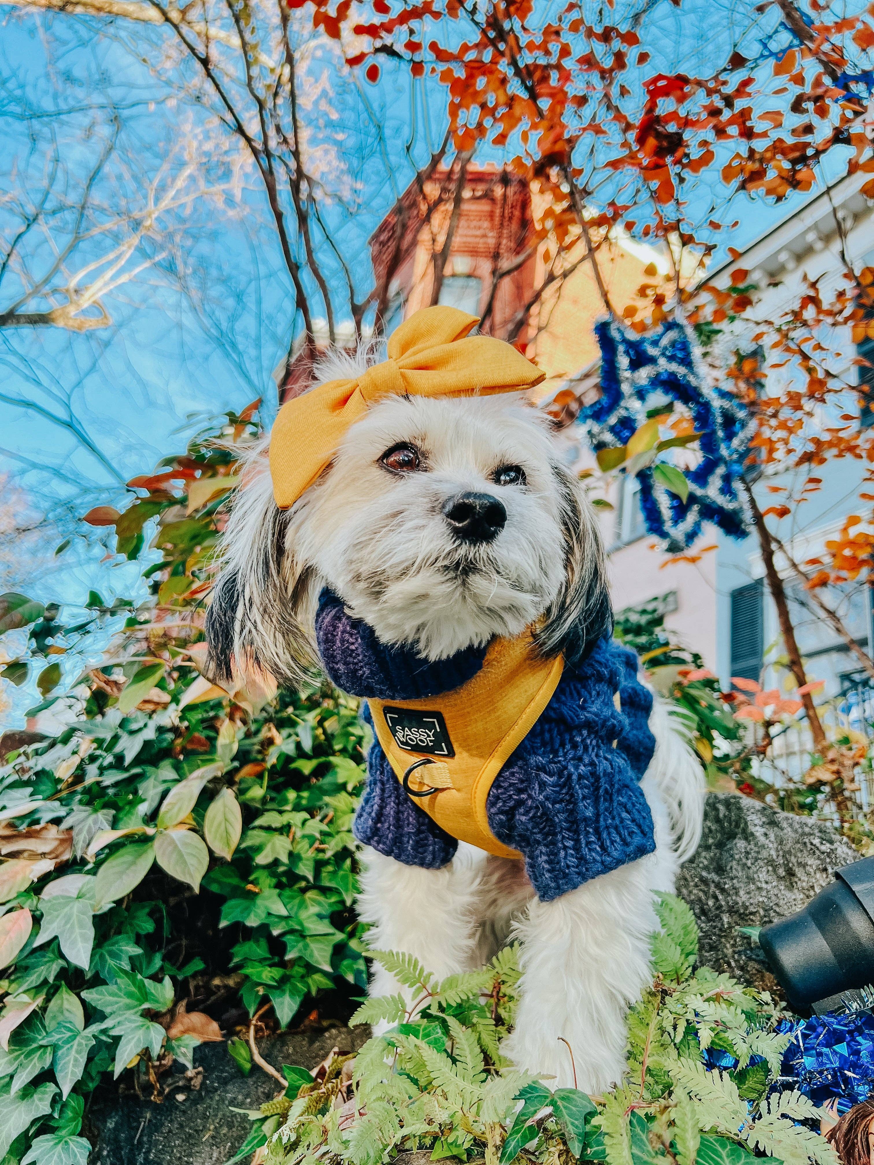 Sassy Woof Sailor Bow - Sunflower Fields