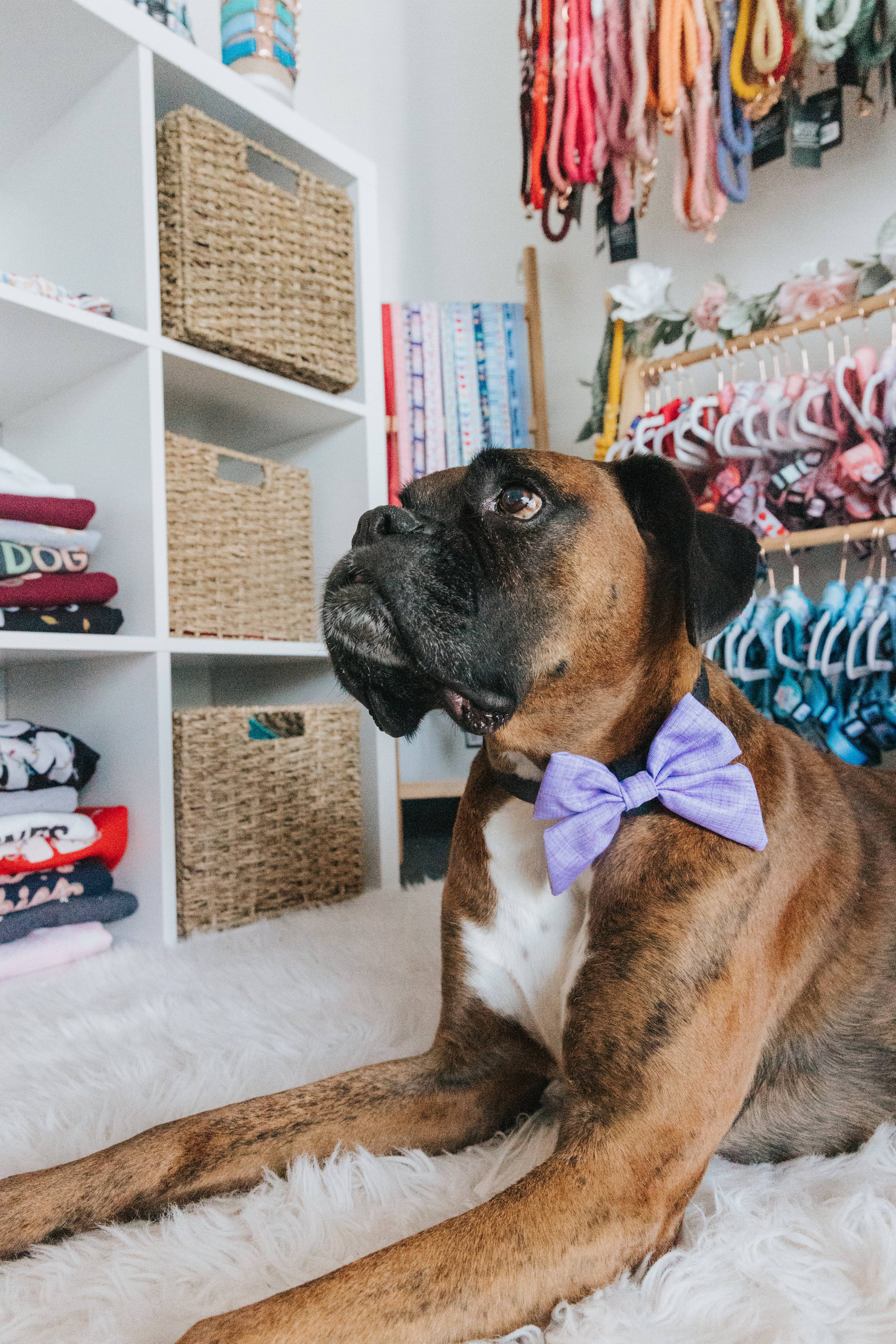 Sassy Woof Sailor Bow - Aurora