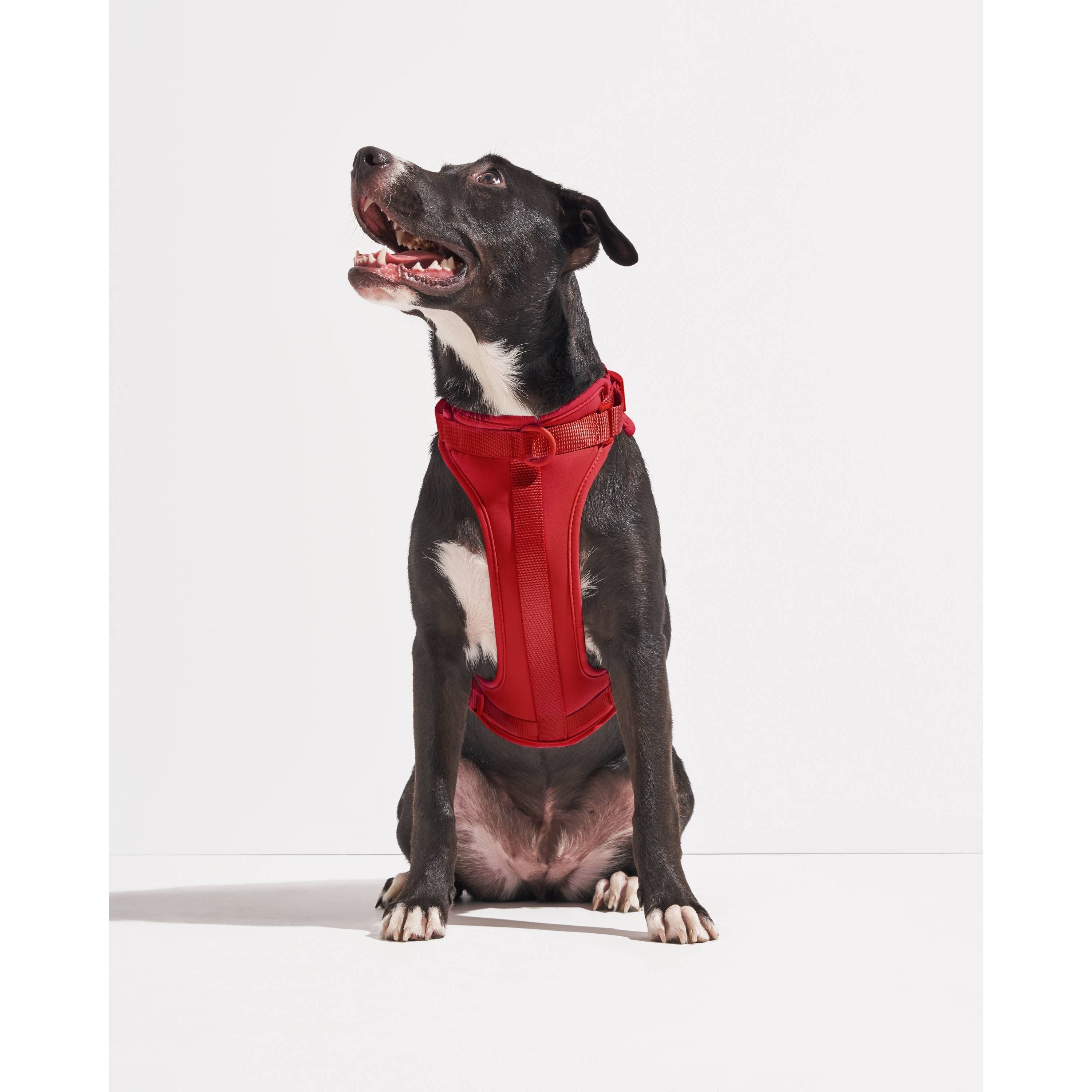 Wild One Adjustable Comfort Dog Harness