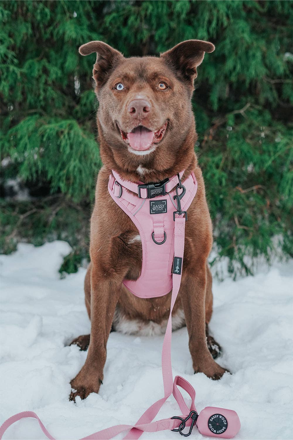 Sassy Woof Dog Leash - Dusty Rose