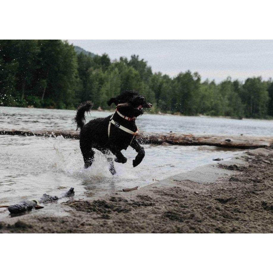 Wanderruff Gordy Harness