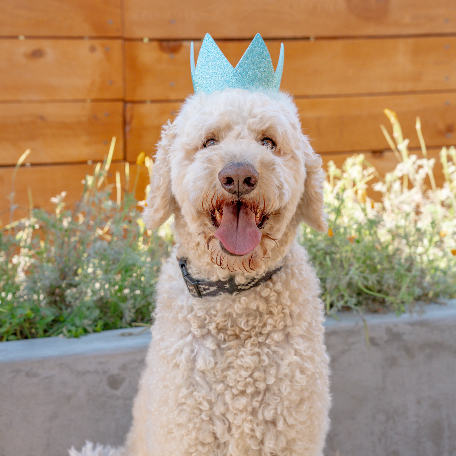 Party Crown Blue with SnugFit®