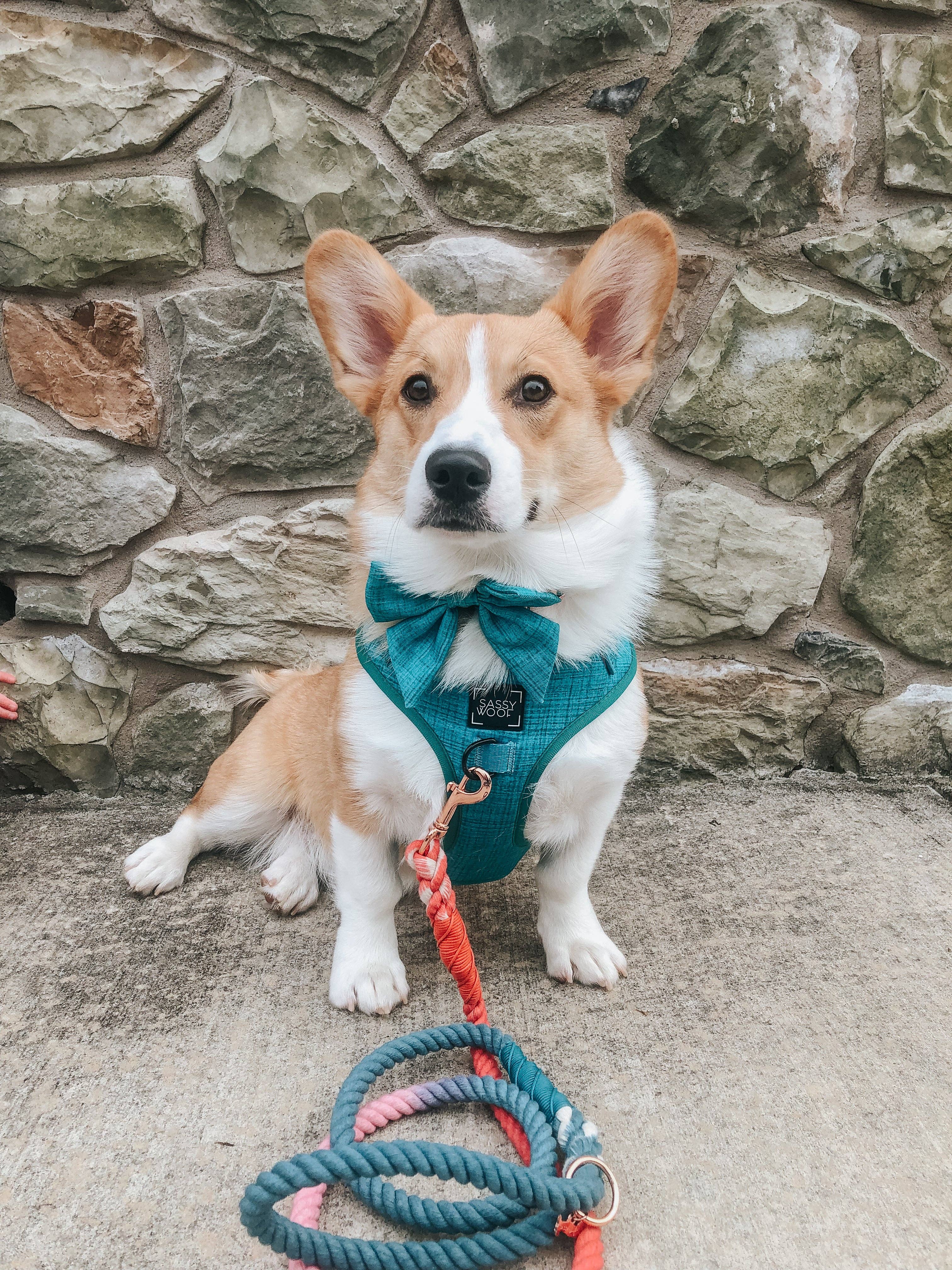 Sassy Woof Sailor Bow - Napa