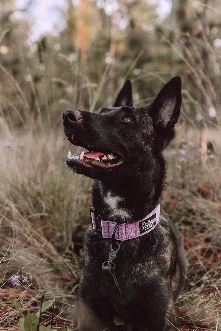 Outback Hound Lilac Premium Dog Collar
