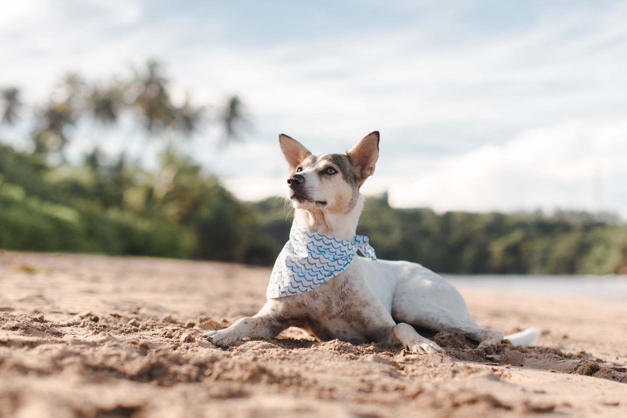 The Paws Sea Bandana