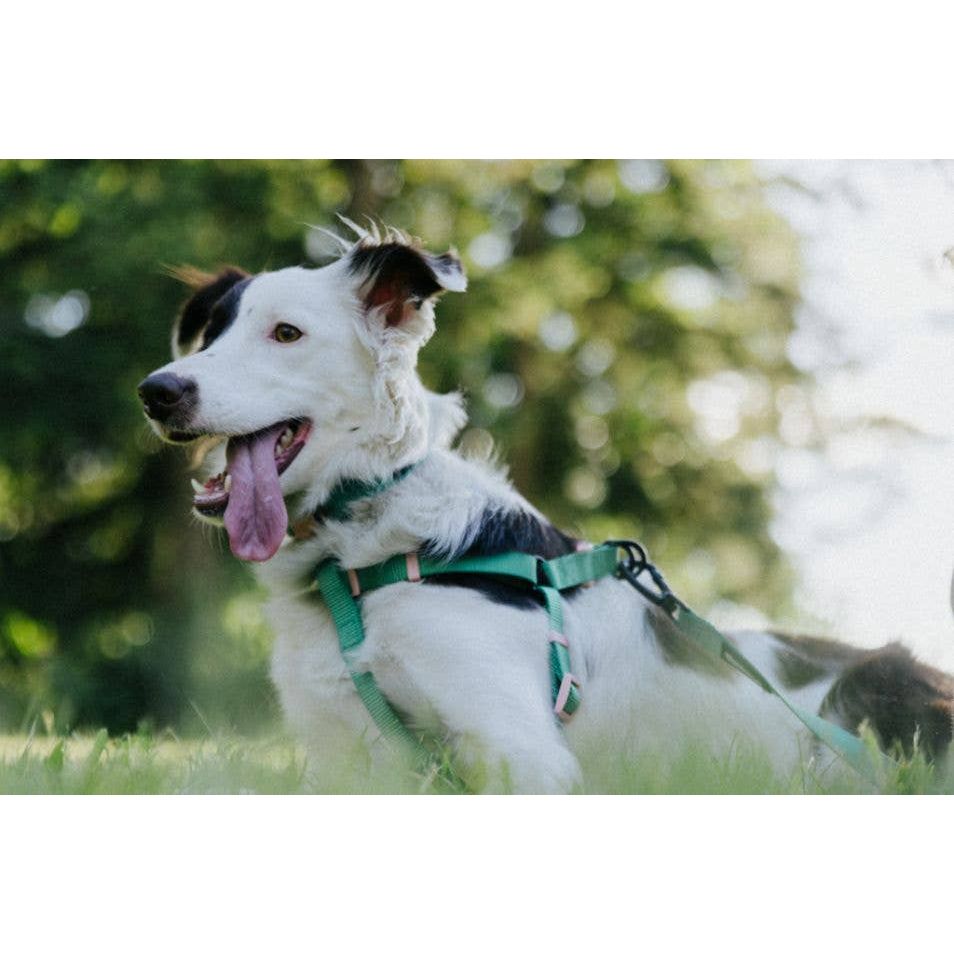 Wanderruff Lola Harness