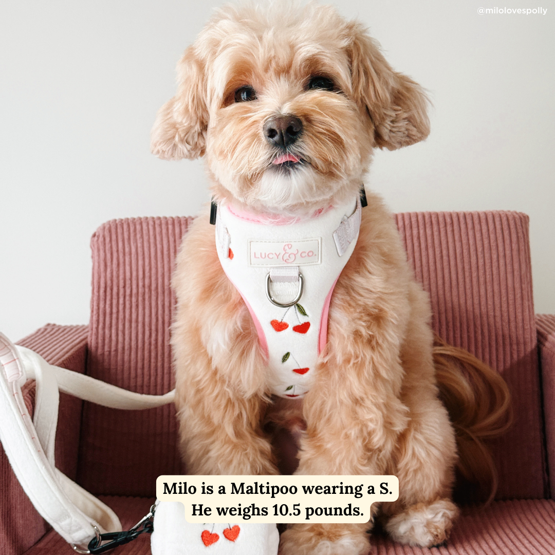 Lucy & Co. Cherry Cute Velour No-Pull Harness