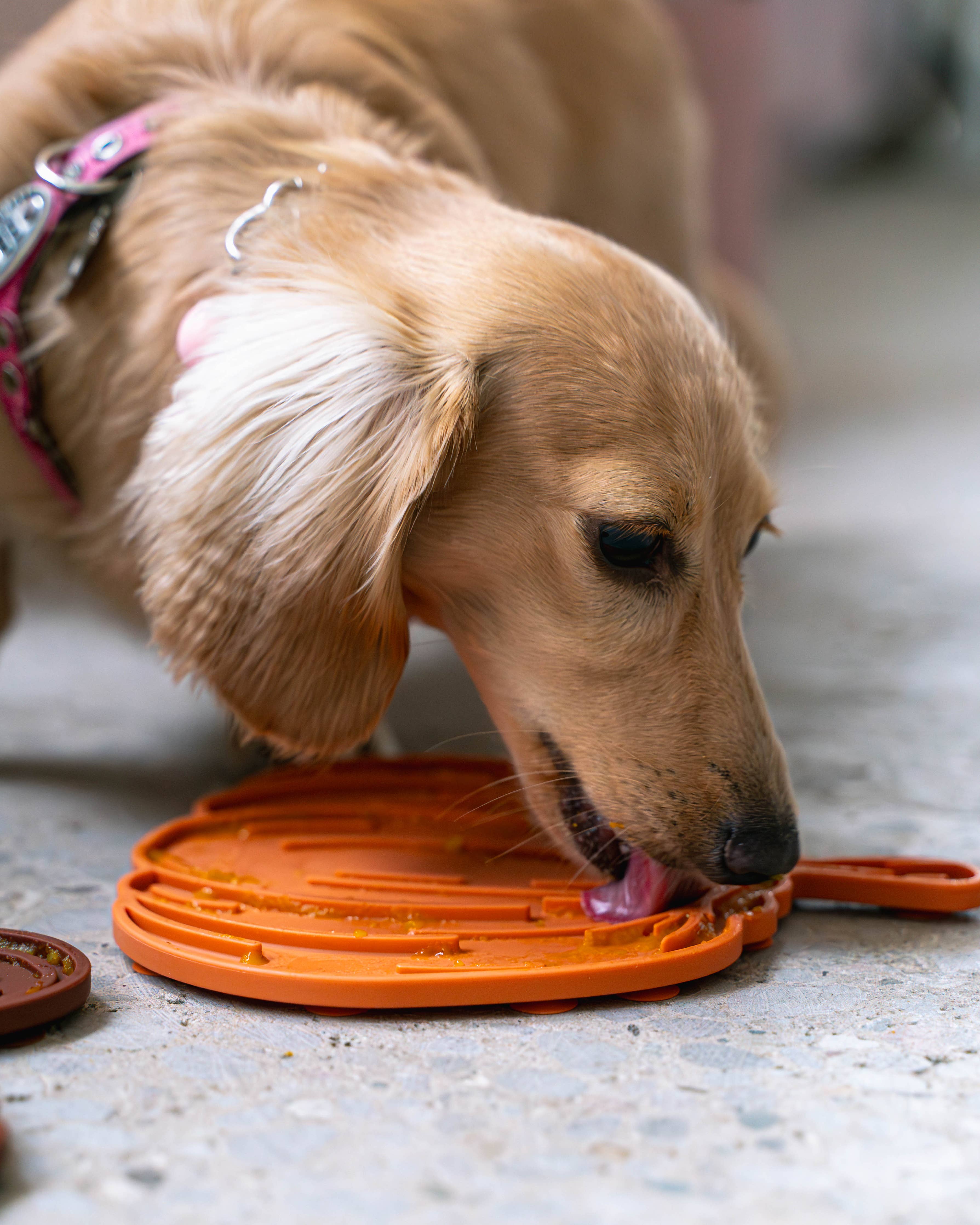 Pumpkin Lick Mat