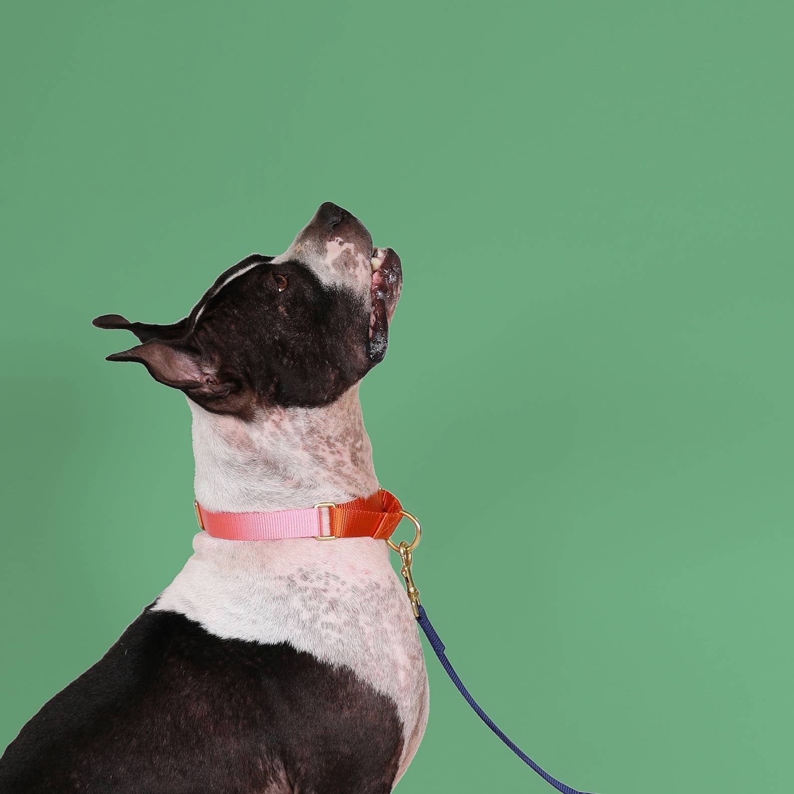 Major Darling Pink with Orange Martingale Collar