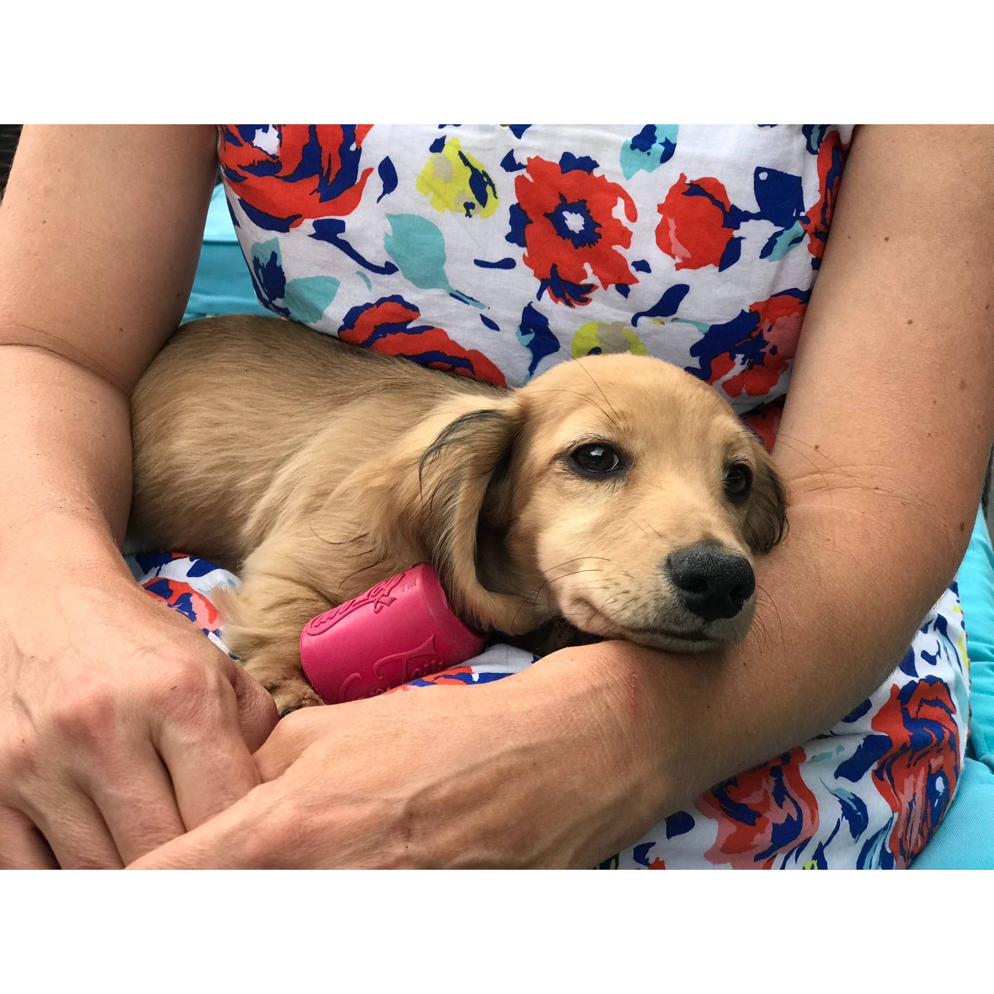 SodaPup Puppy Can Toy Durable Rubber Chew Toy & Treat Dispenser For Teething Pups