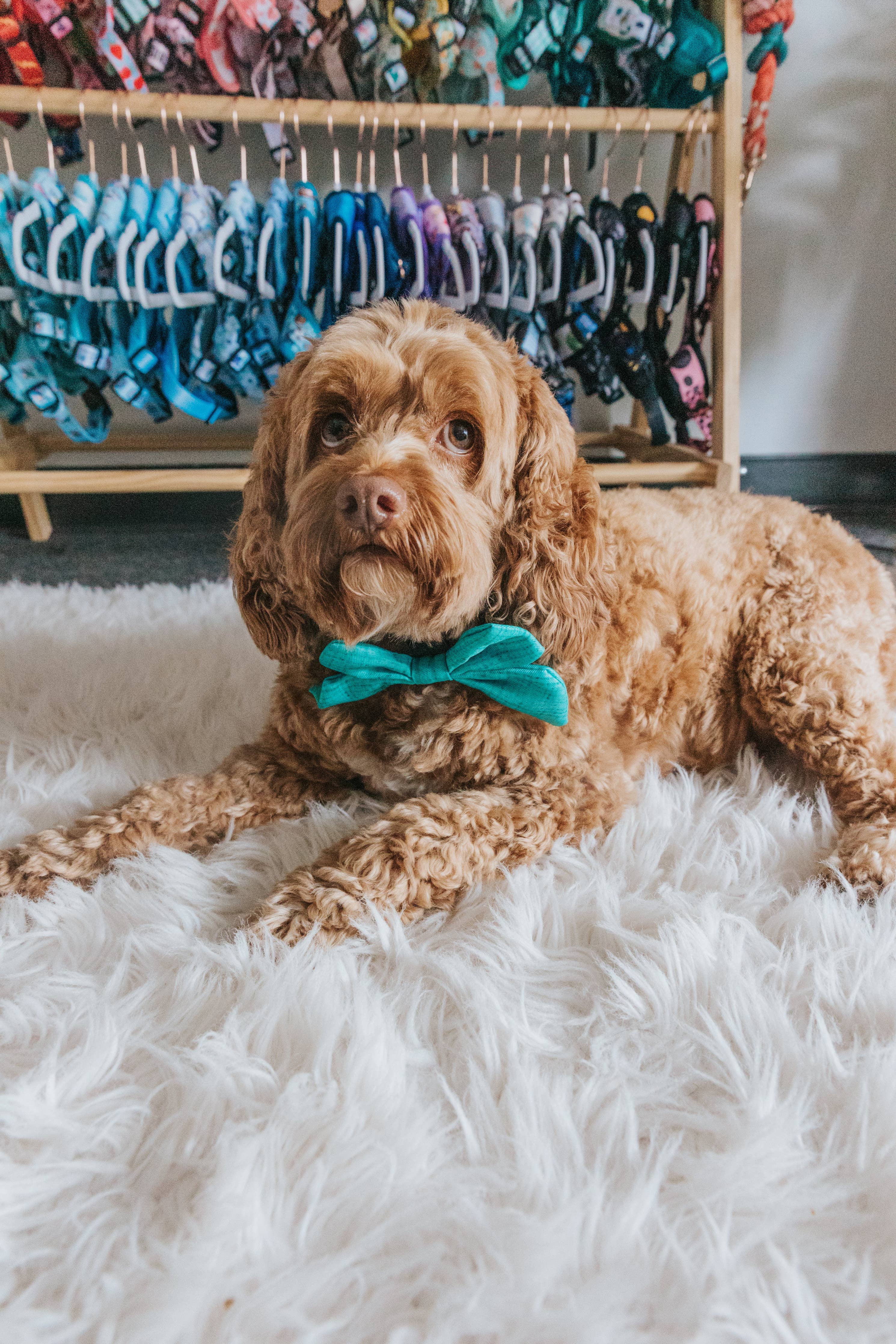 Sassy Woof Sailor Bow - Napa