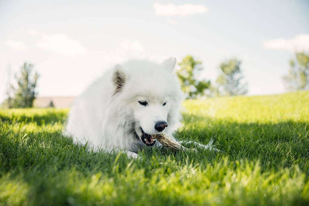 Momentum Carnivore Freeze-Dried Bully Stick