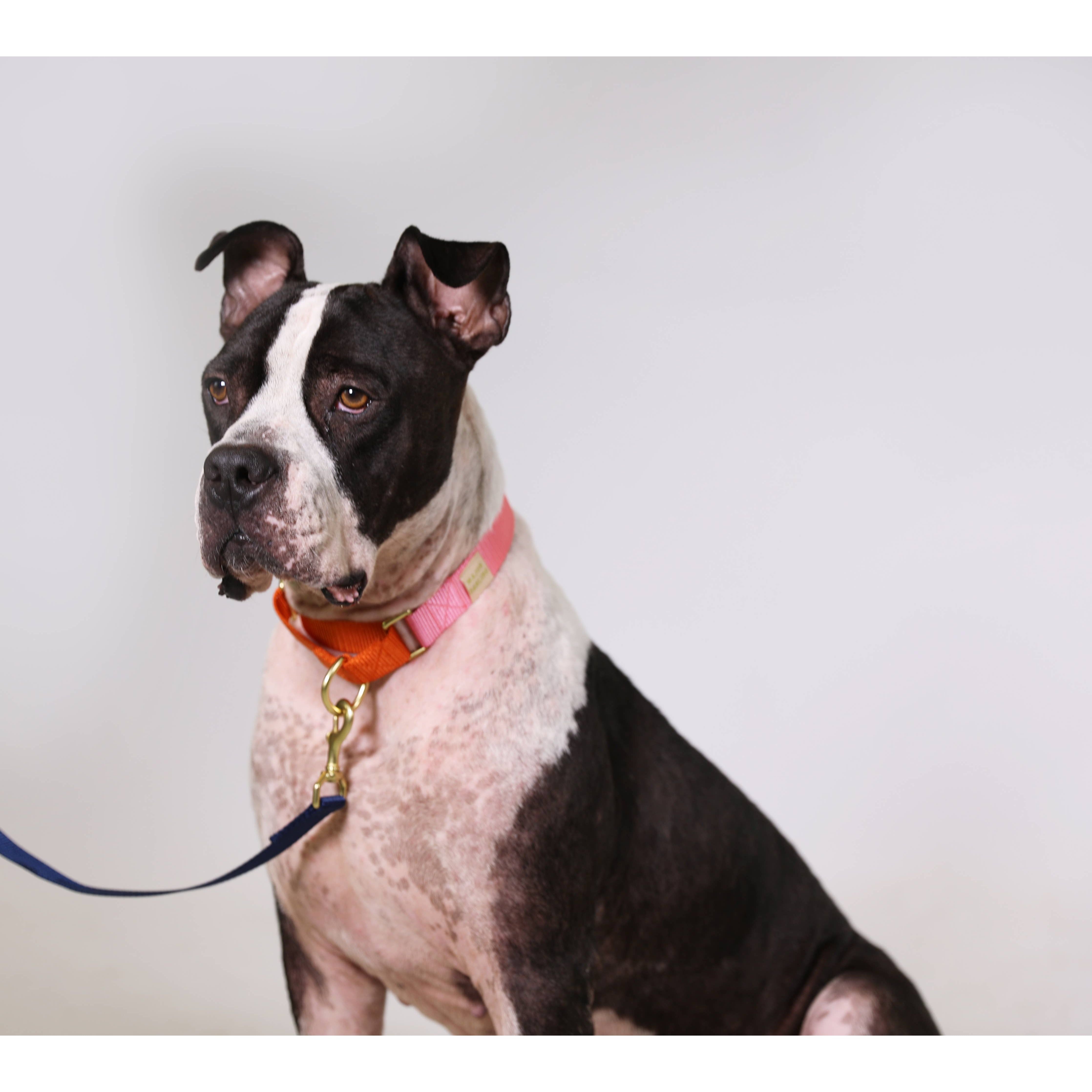 Major Darling Pink with Orange Martingale Collar