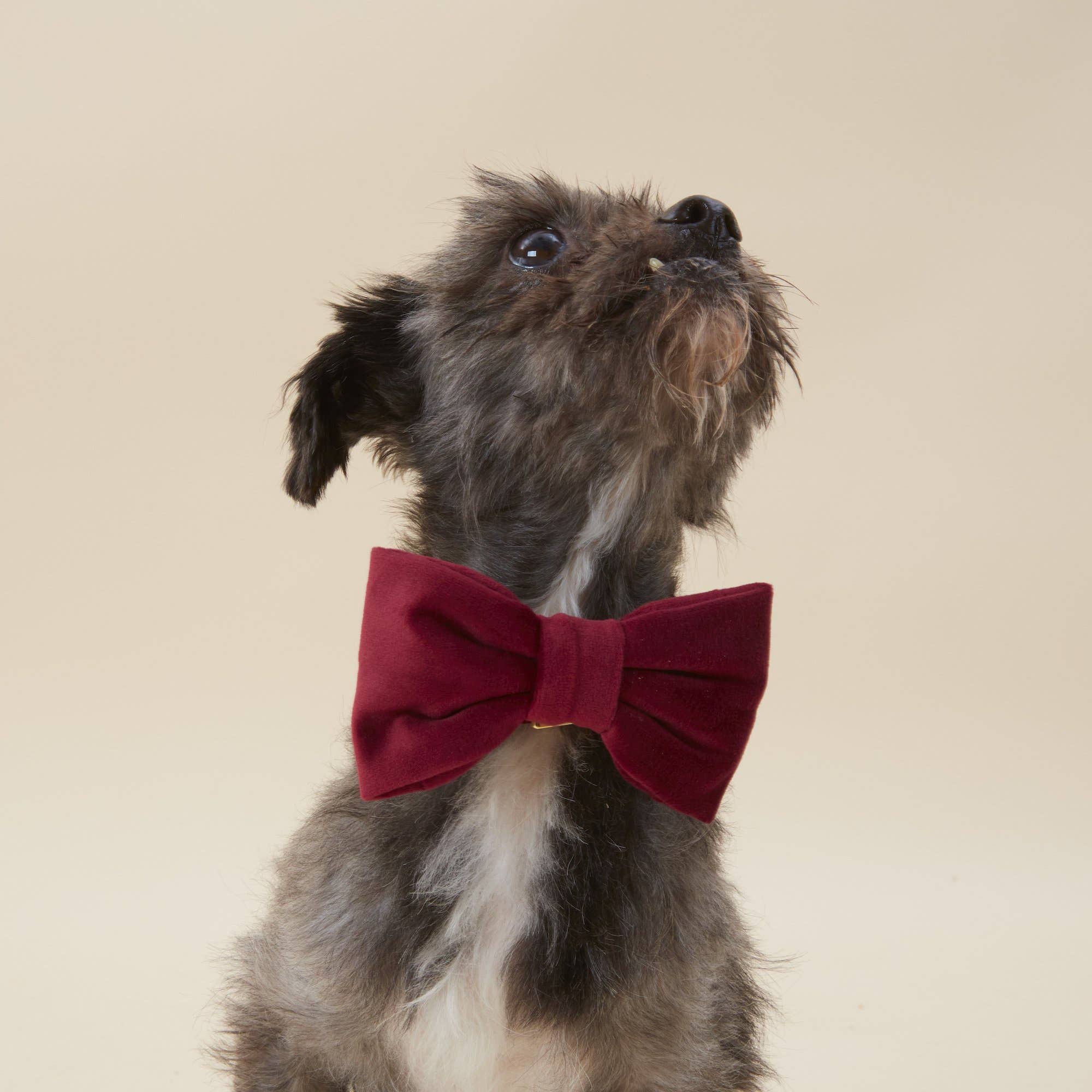 Burgundy Velvet Valentine's Day Dog Bow Tie