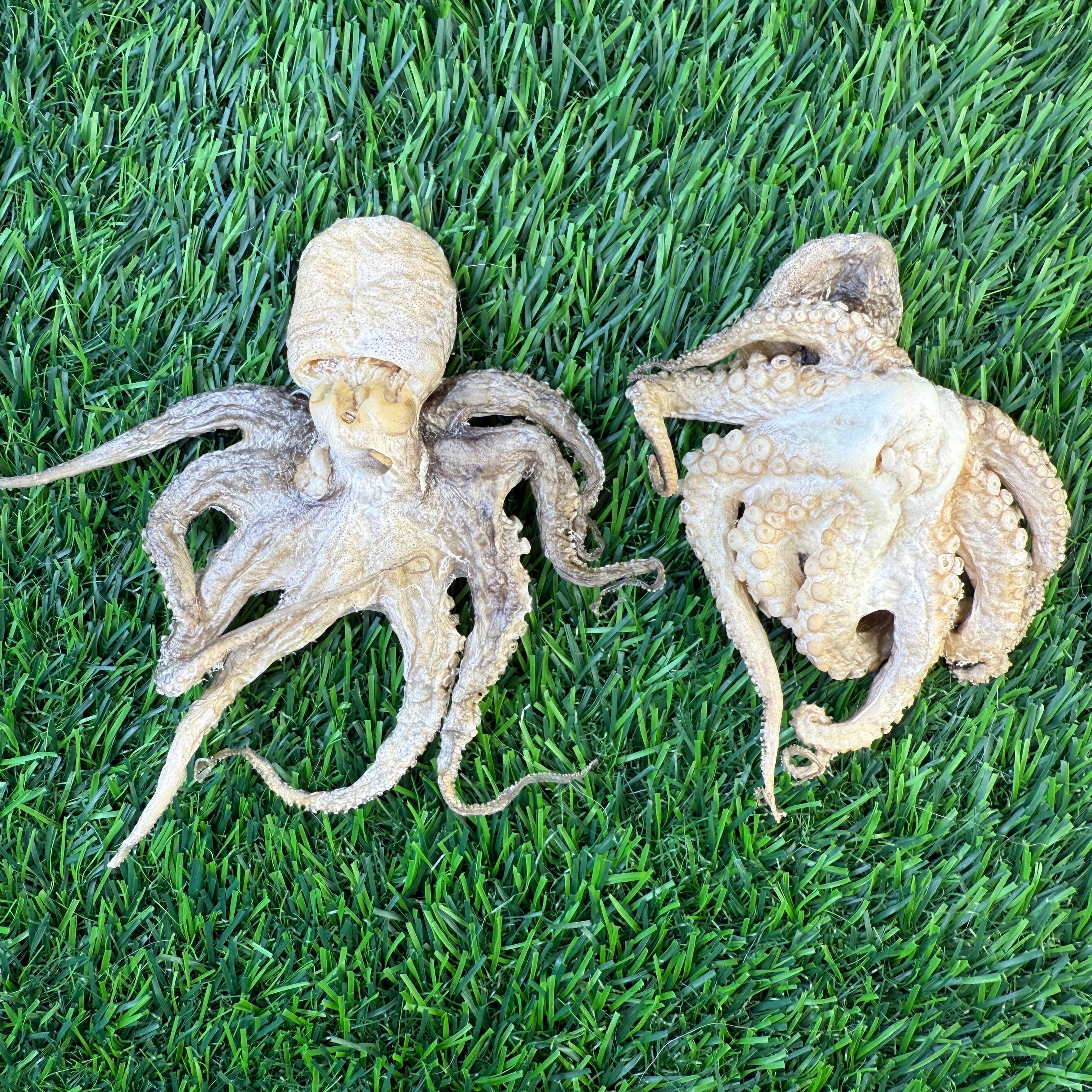 Golden Nibbles Baby Octopus - Bag of 5