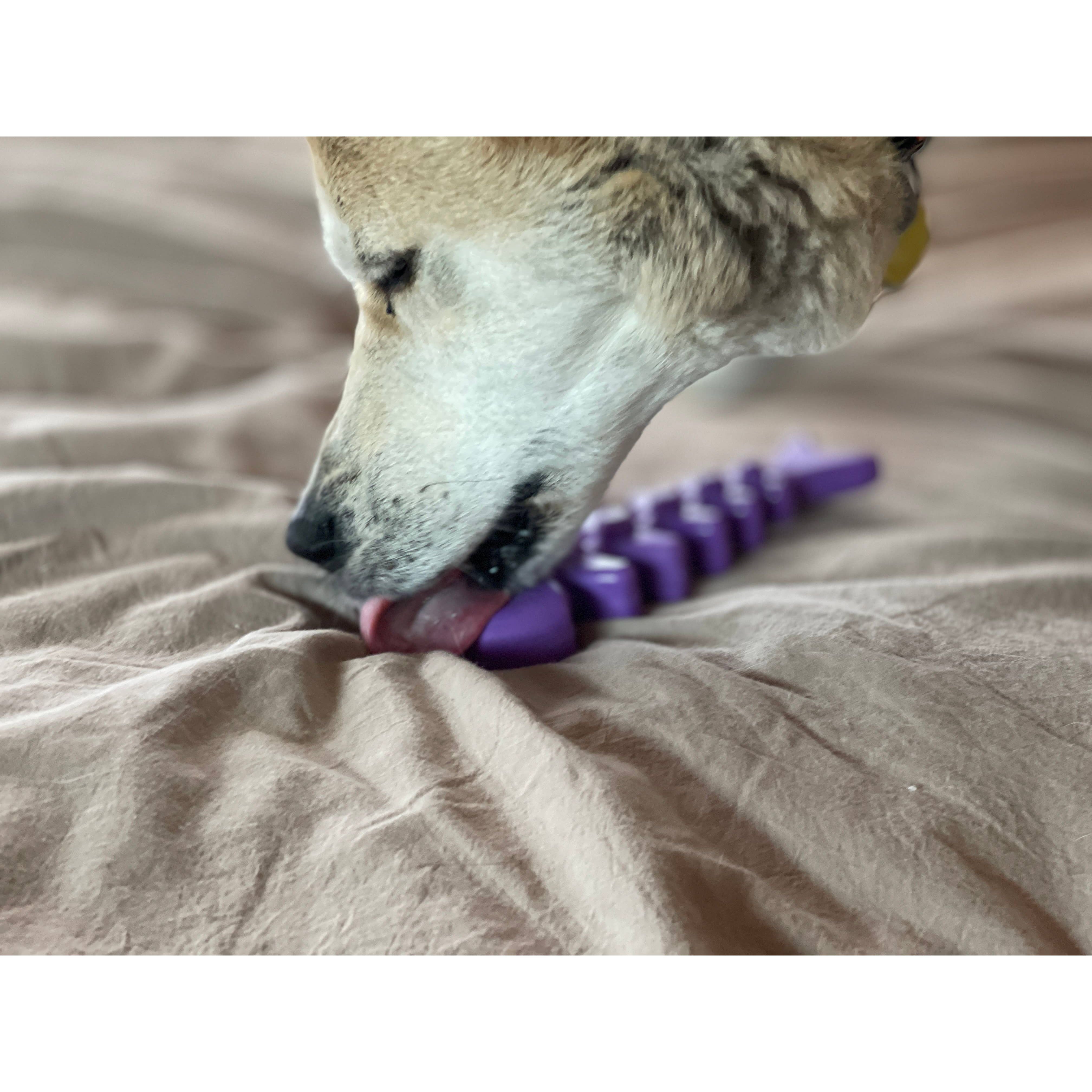 SodaPup Fish Bone Ultra Durable Nylon Chew Toy