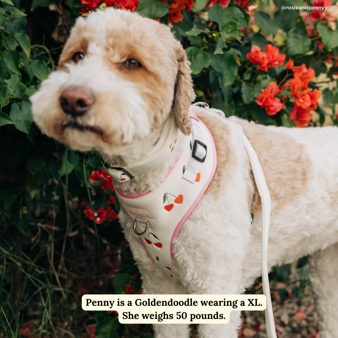 Lucy & Co. Cherry Cute Velour No-Pull Harness