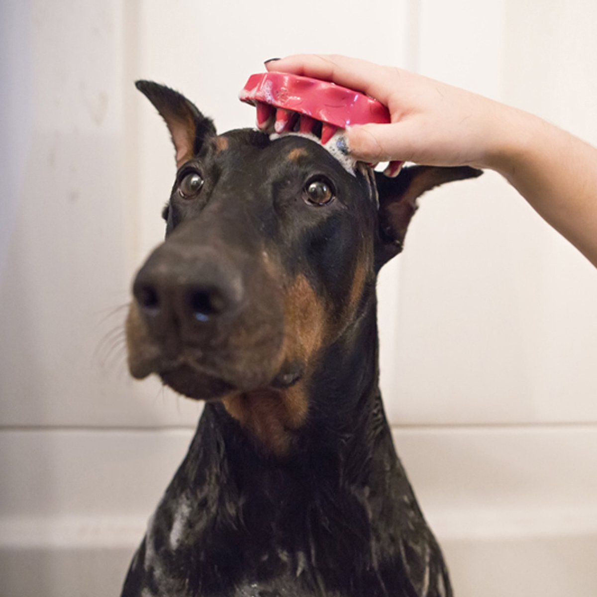 Kong Zoomgroom Raspberry