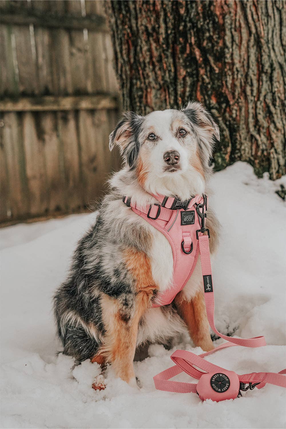 Sassy Woof Dog Collar - Dusty Rose