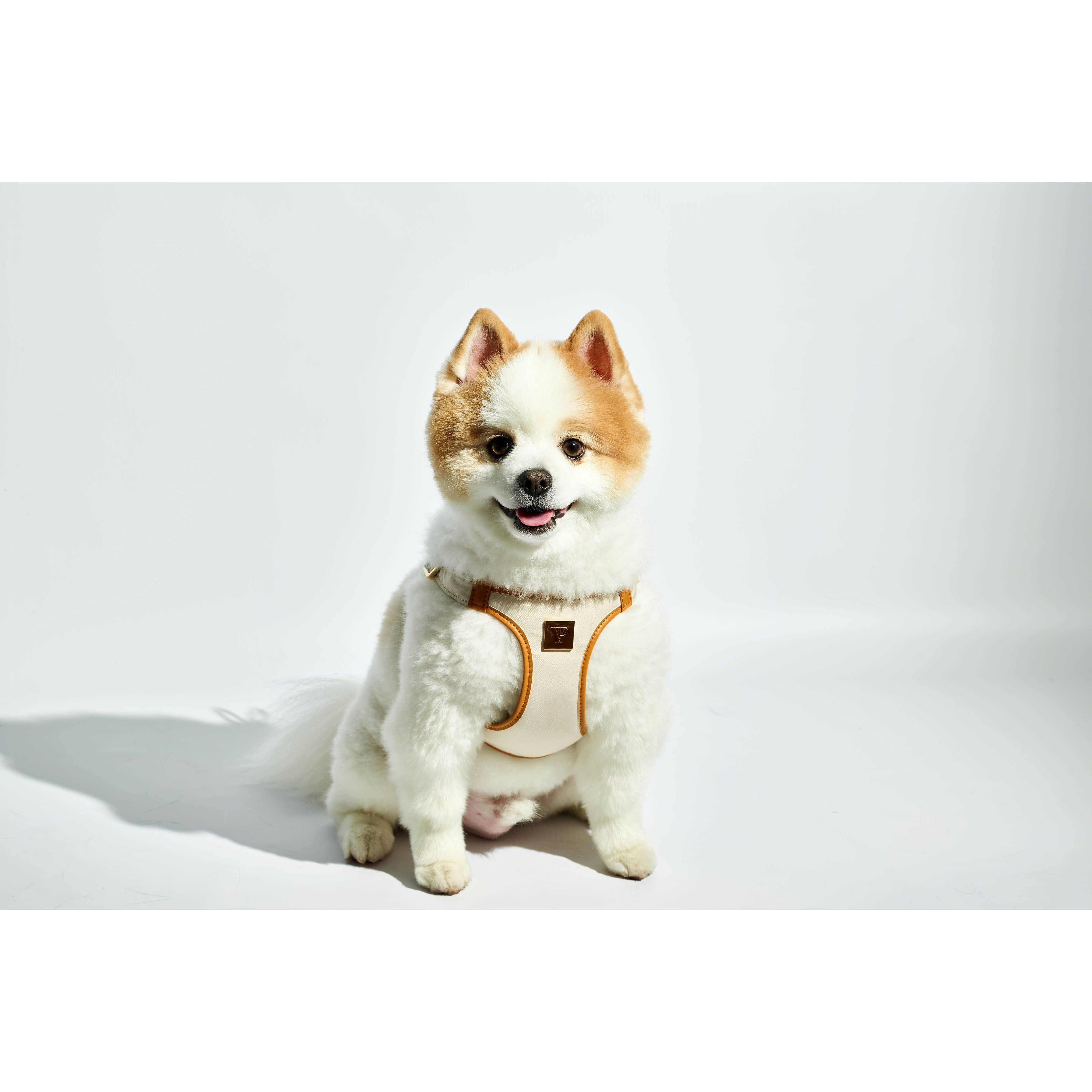 The V.I.PUP Collection Denim Victorian 88 & Gold Harness