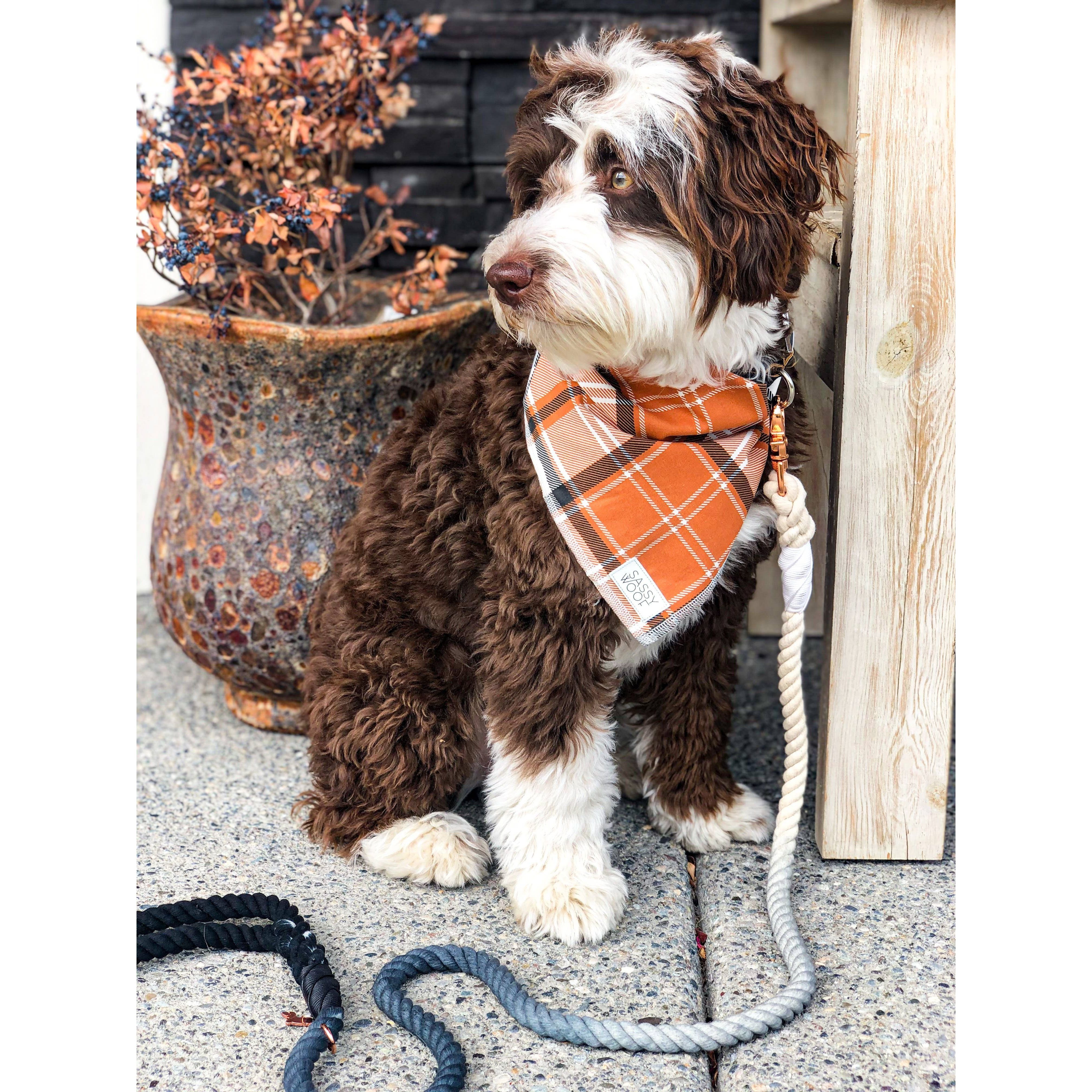 SASSY WOOF Rope Leash - Ombre Black