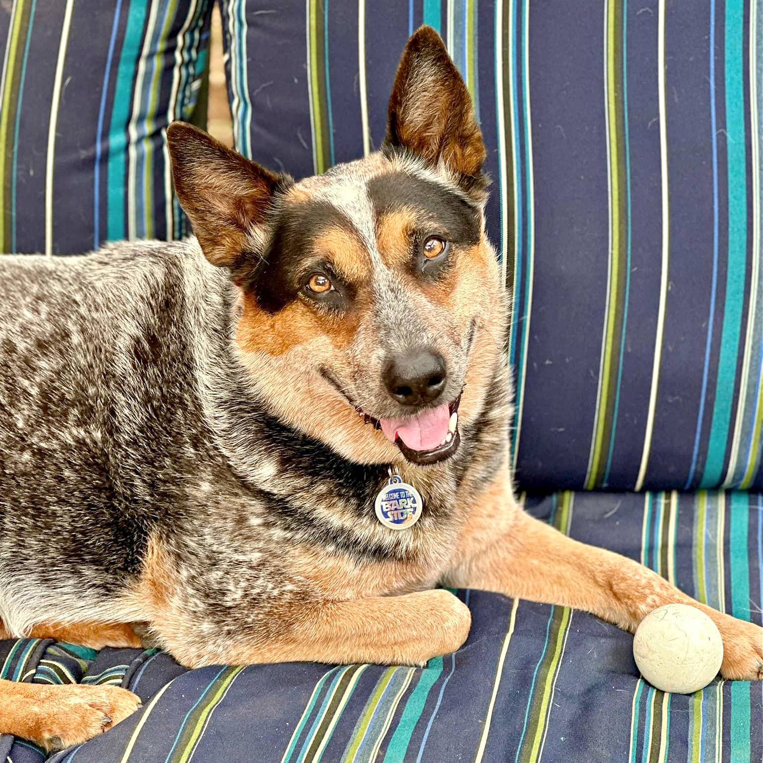 Bad Tags Welcome to the Bark Side