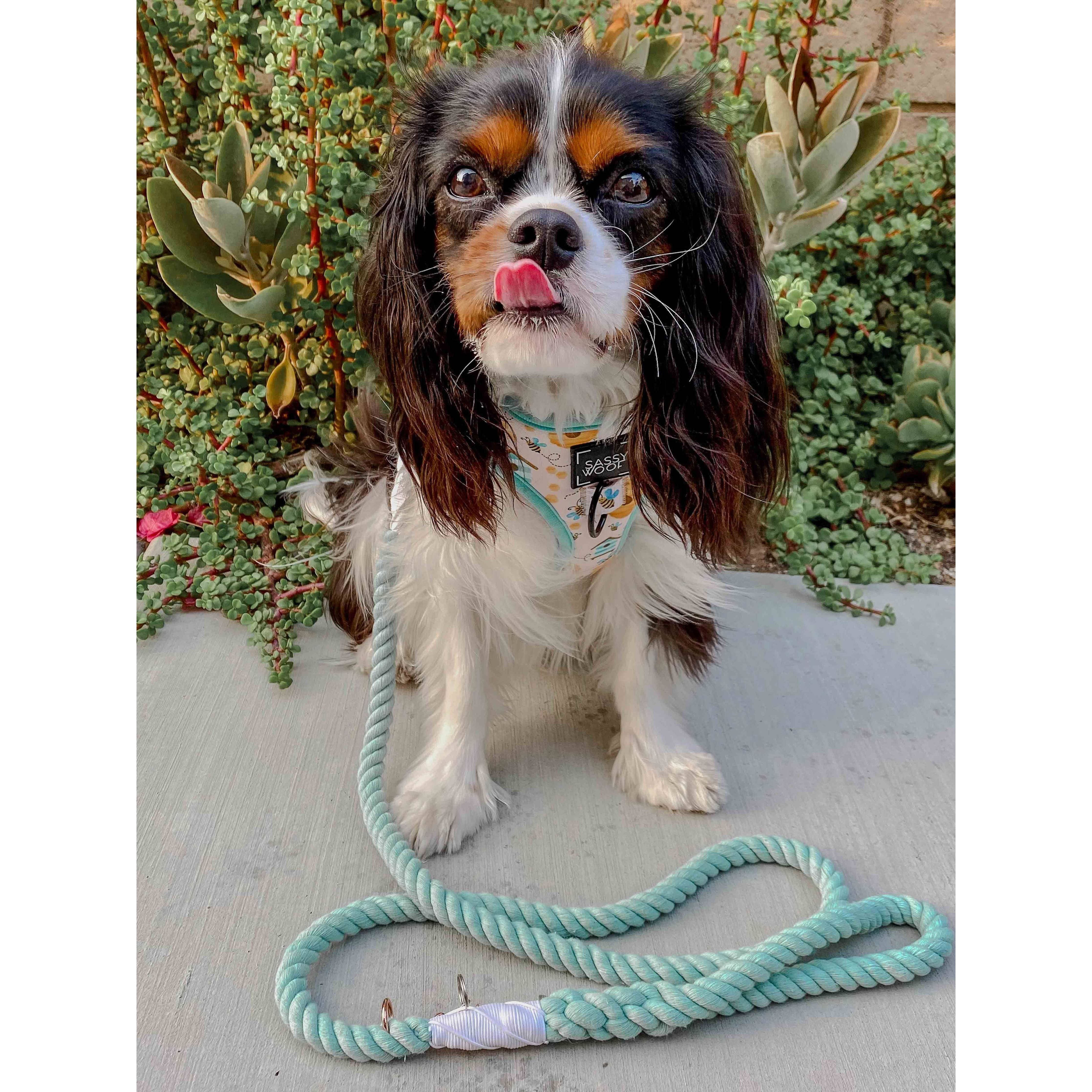 SASSY WOOF Rope Leash - Mint to Be
