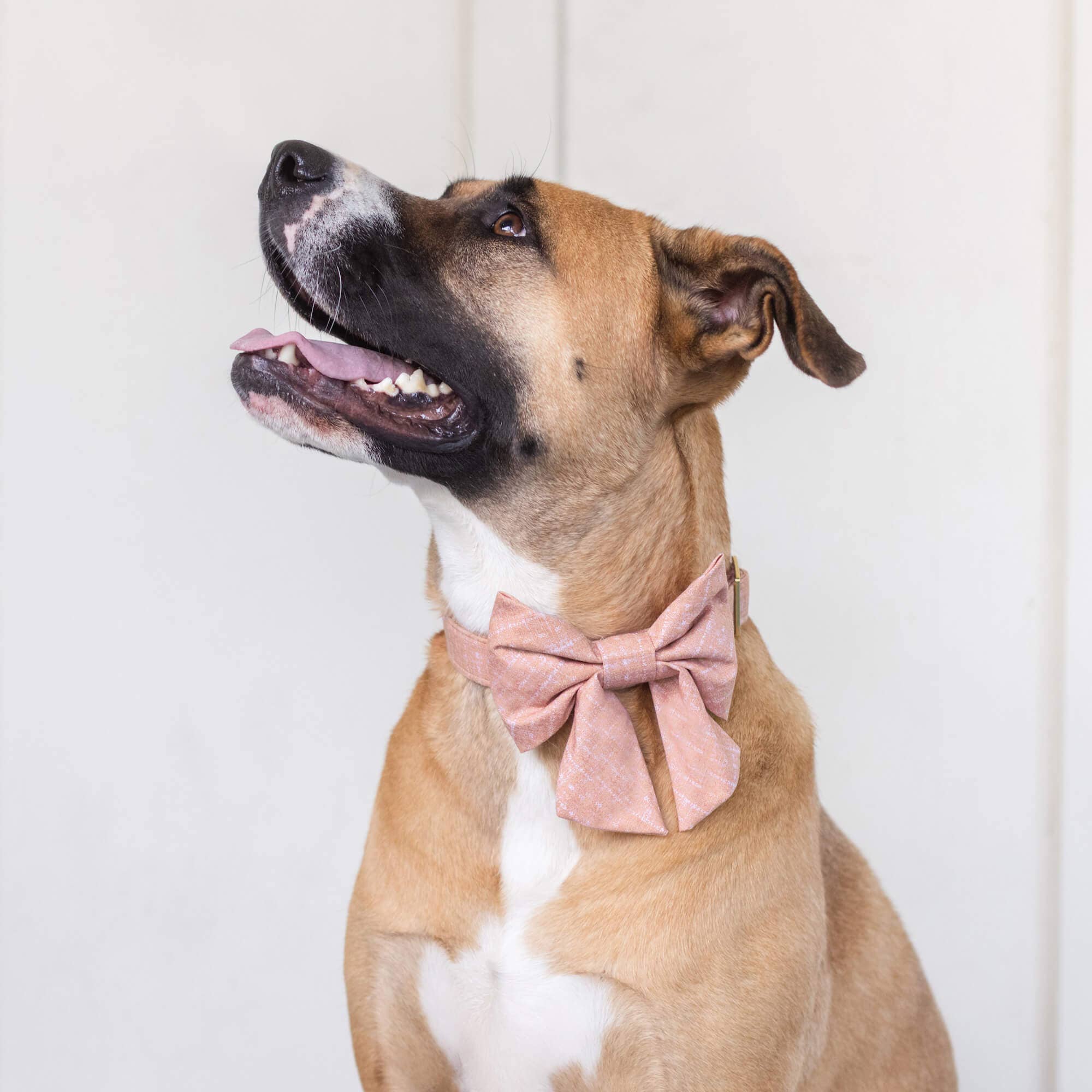 The Foggy Dog Petra Dog Collar