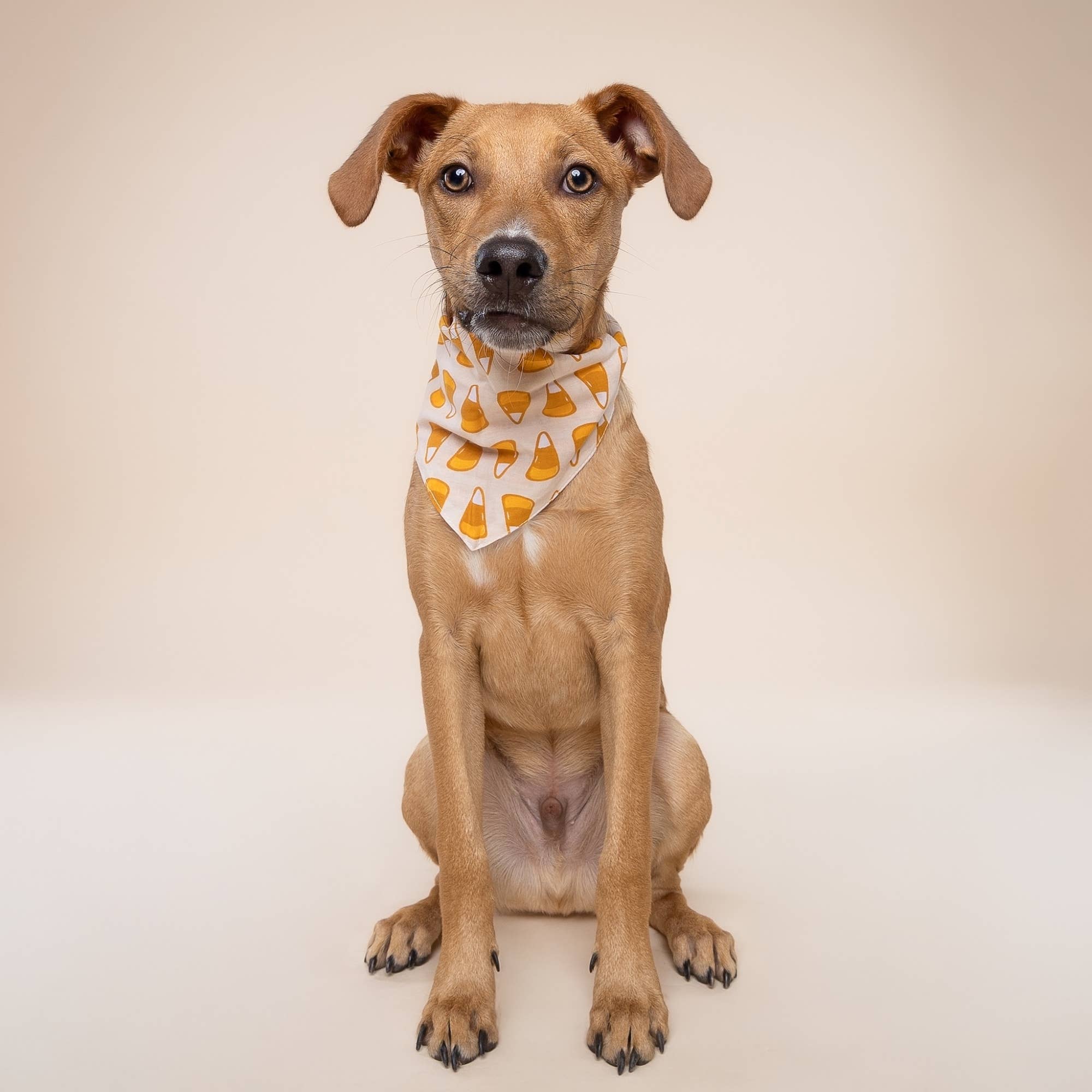 The Paws Candy Corn Bandana
