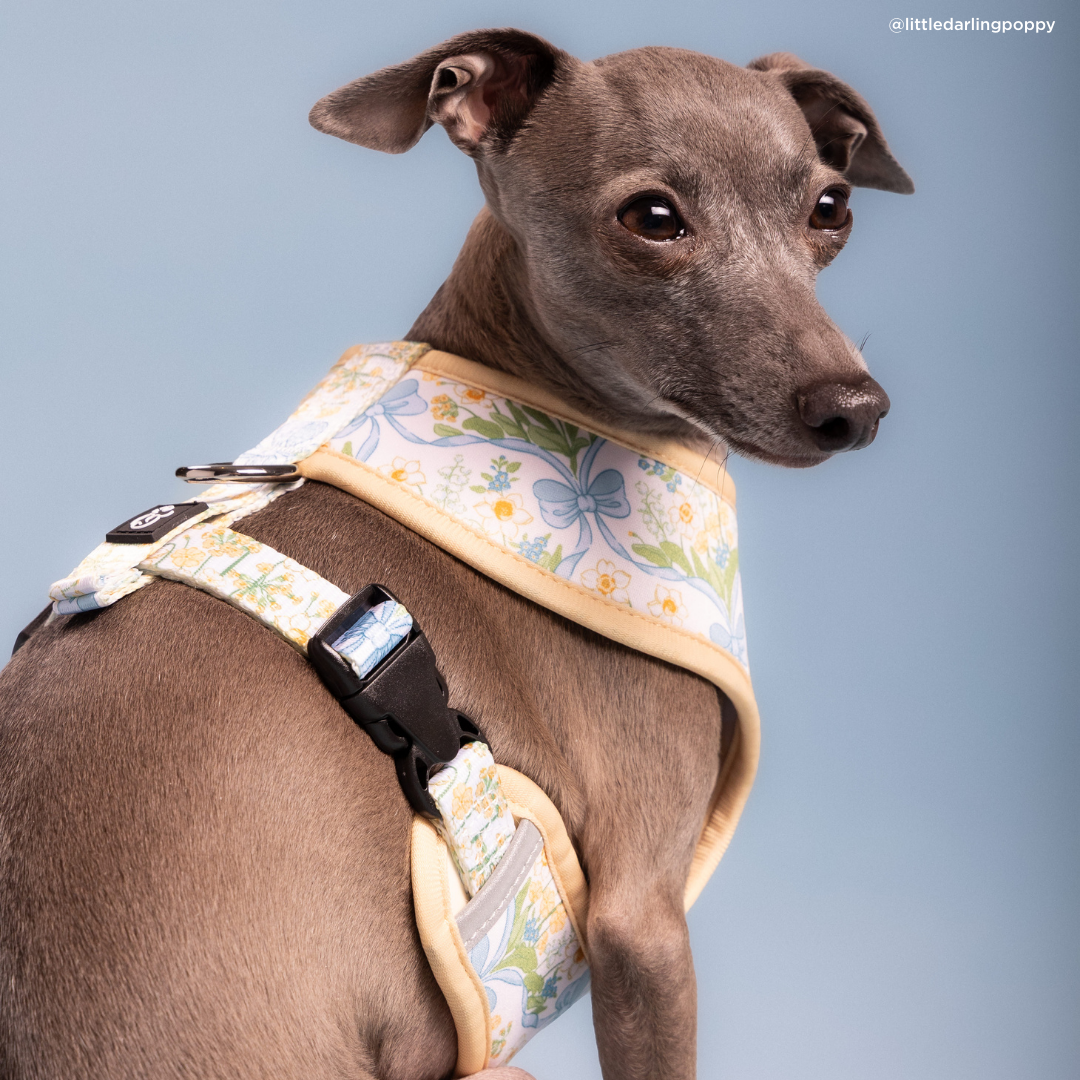 Lucy & Co Sunshine and Daffodils Reversible Harness