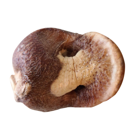 Bones & Co Pig Snout