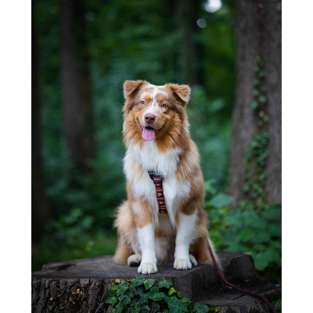 Woolly Wolf Polar Night Dog Harness Recycled (RPET)