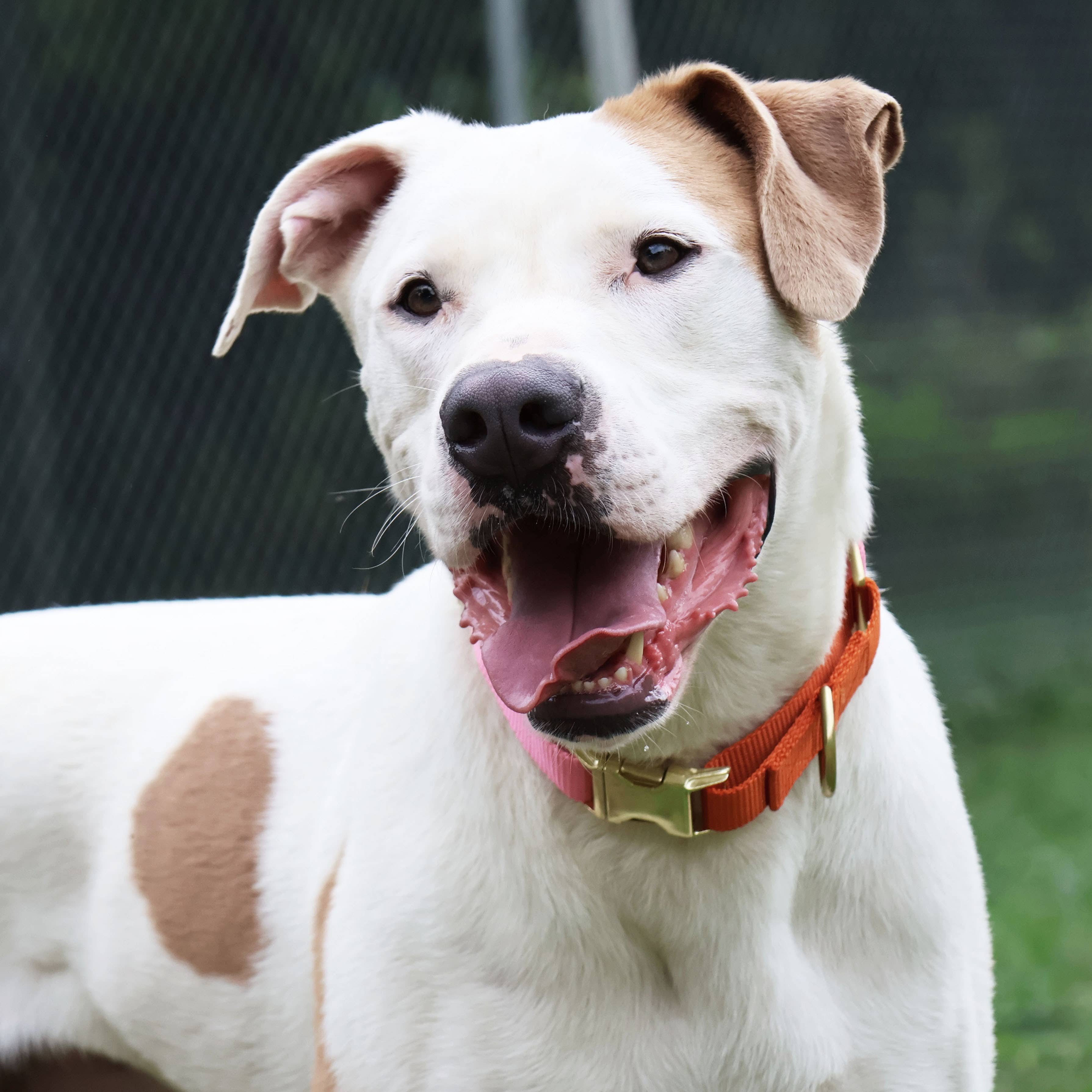 Major Darling Quick-release Martingale Collar / Brass Snap