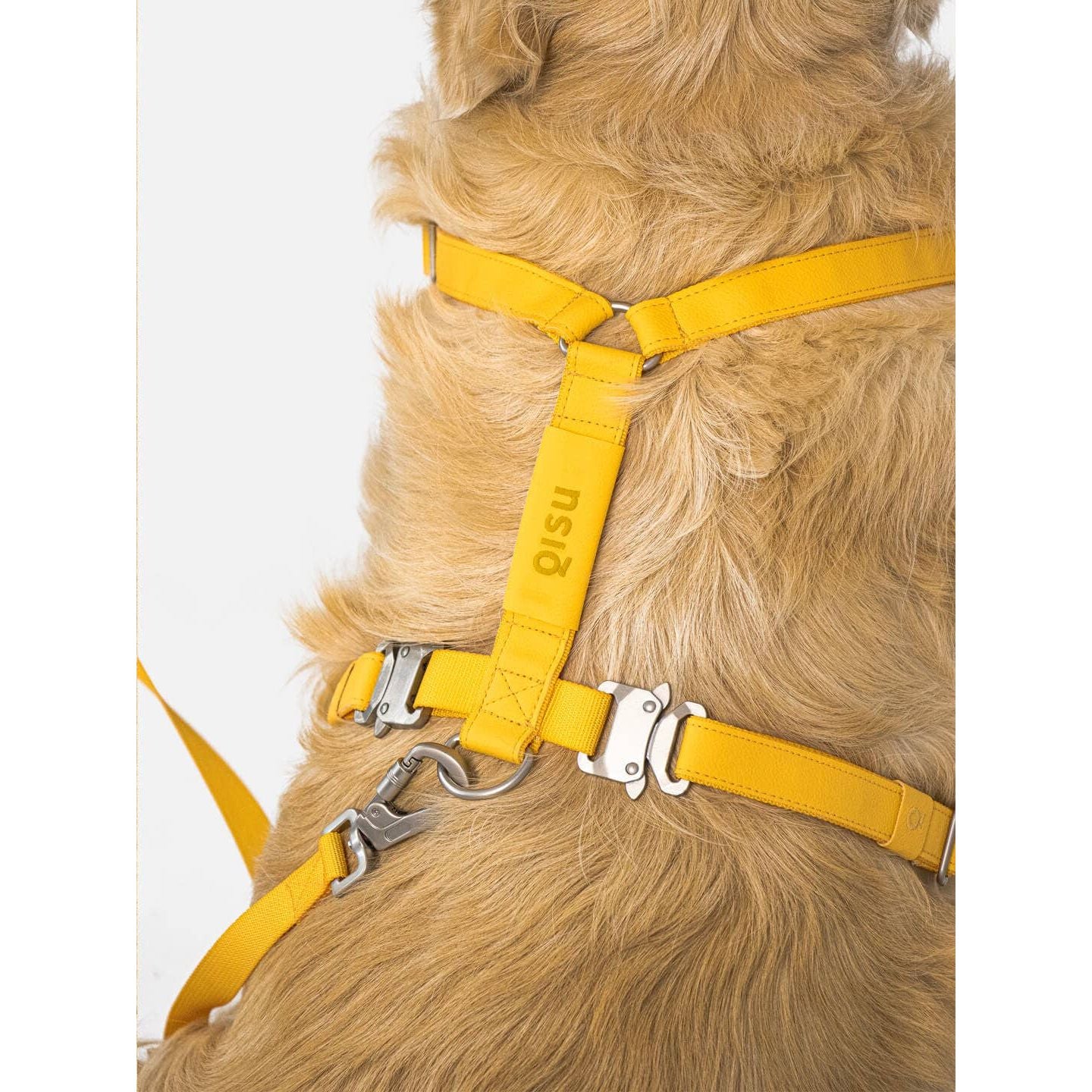 Qisu Dog Leash | Air Collection
