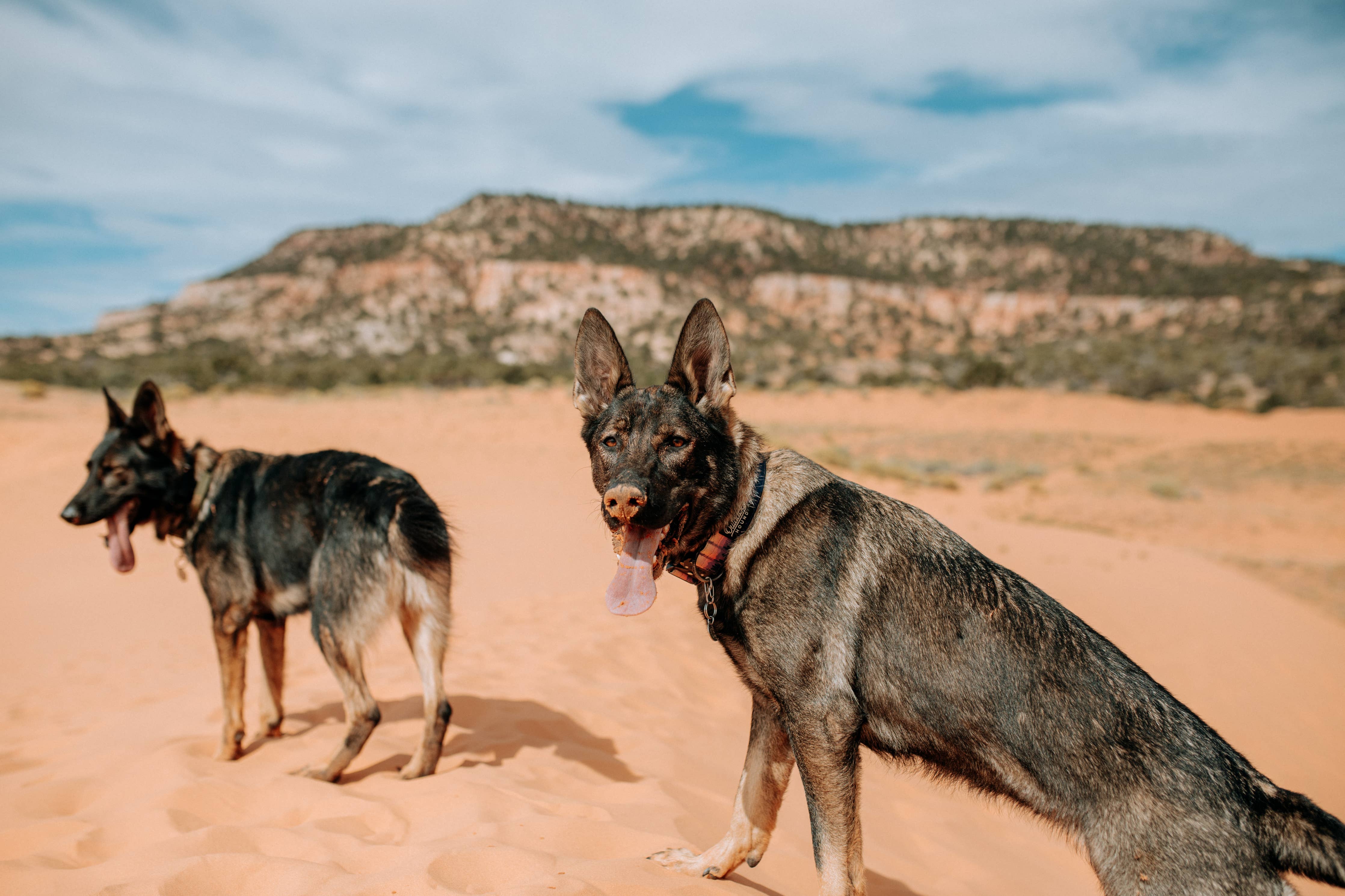 Mountain Sunrise Dog Collar