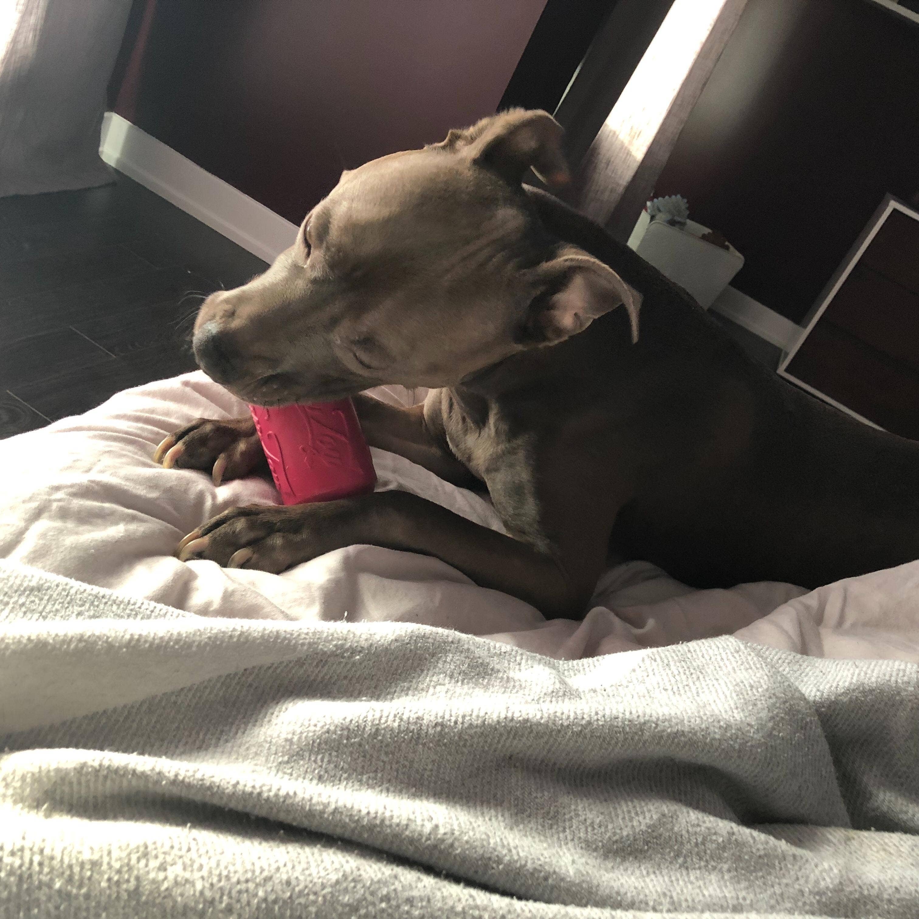 SodaPup Puppy Can Toy Durable Rubber Chew Toy & Treat Dispenser For Teething Pups