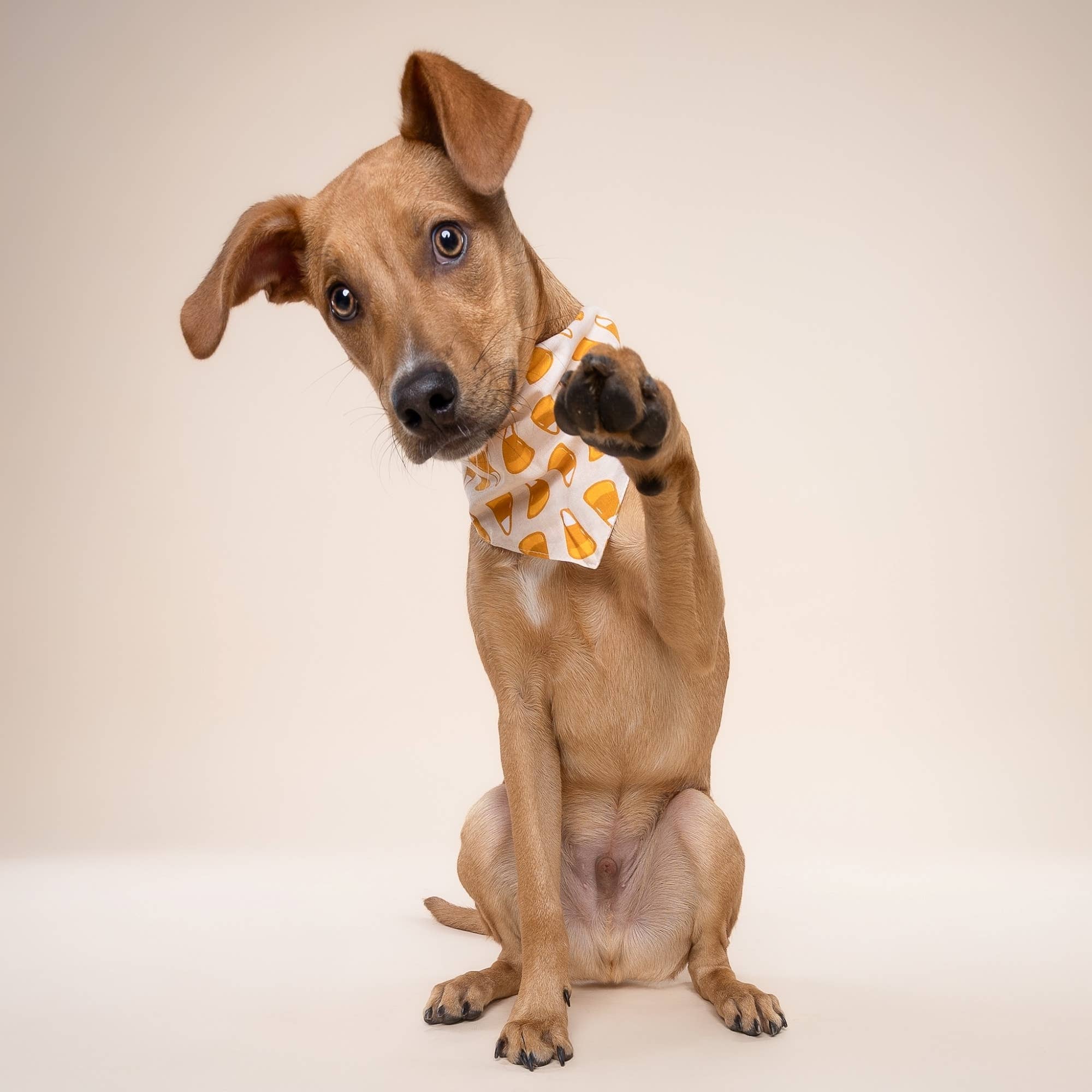 The Paws Candy Corn Bandana