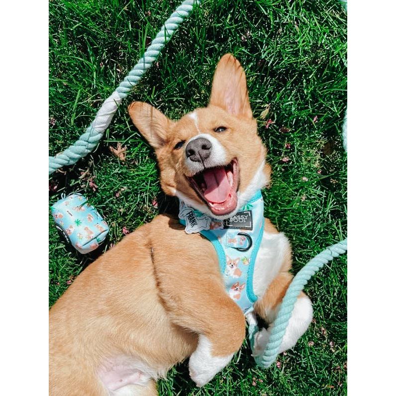 SASSY WOOF Rope Leash - Mint to Be