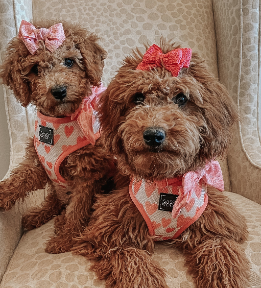 Sassy Woof Sailor Bow - Dolce Rose